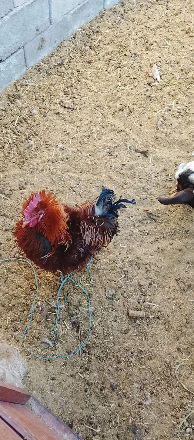 ۲ خروس|حیوانات مزرعه|شاهرود, |دیوار