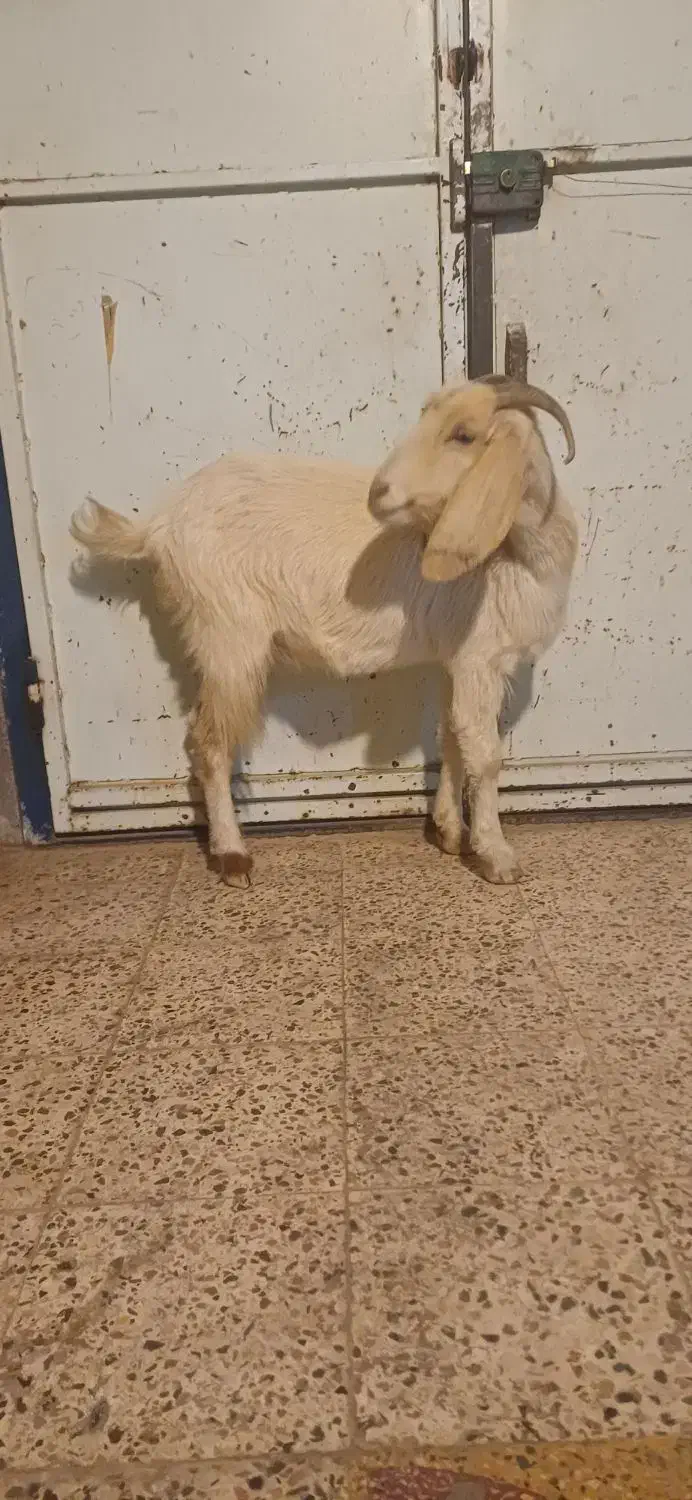 بز چاق سرحال|حیوانات مزرعه|دهدشت, |دیوار