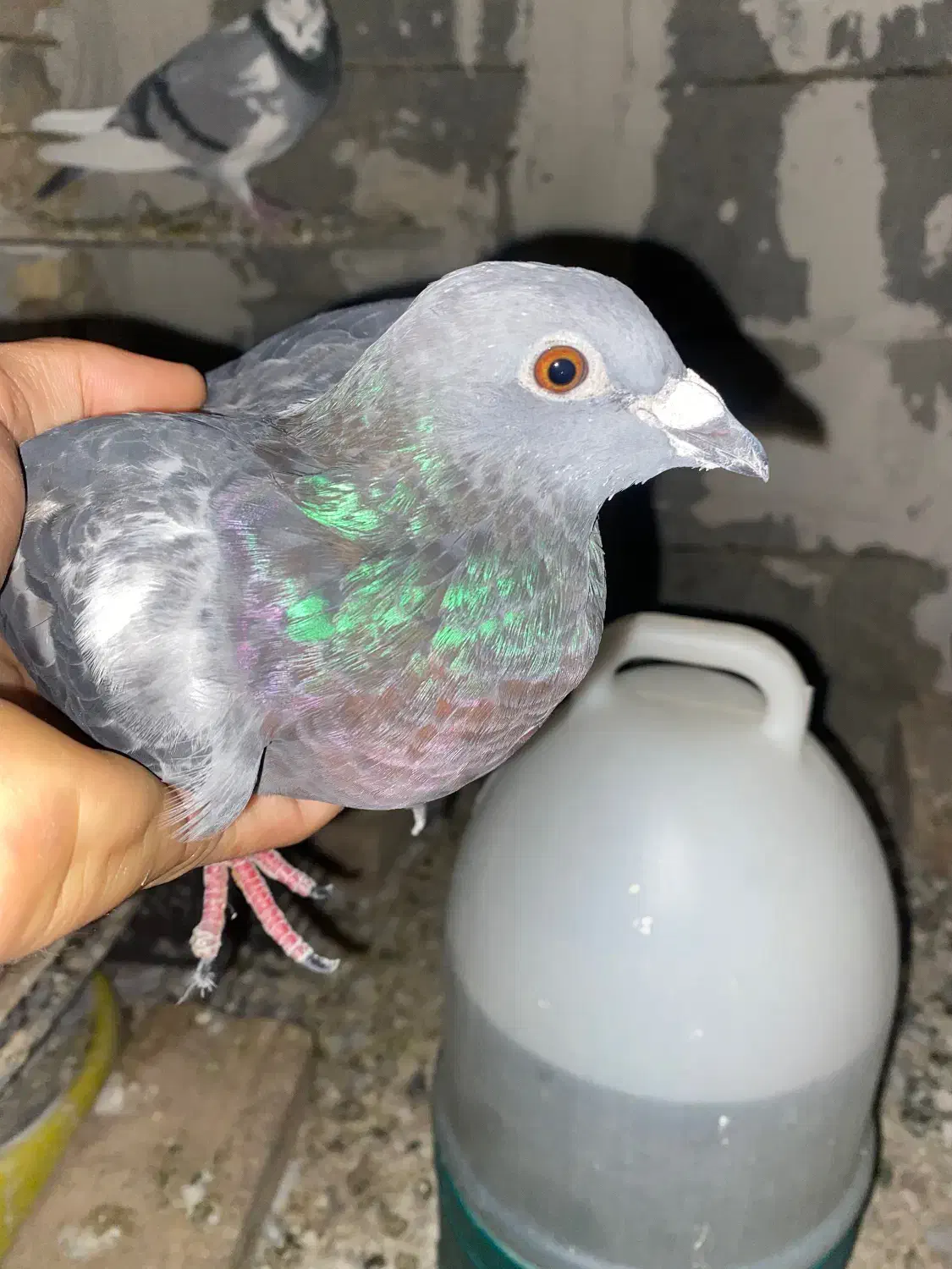 کبوتر پلاکی|پرنده|نورآباد ممسنی, |دیوار