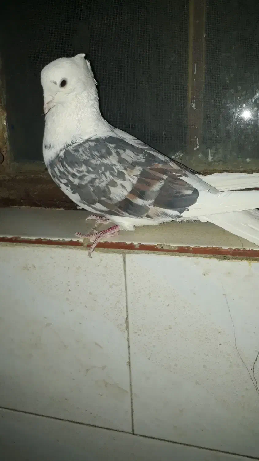 کبوتر نر خوشونه|پرنده|الشتر, |دیوار