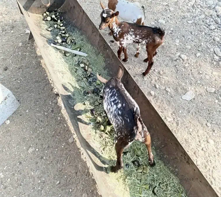 کهره شیرخوار|حیوانات مزرعه|بندرعباس, |دیوار