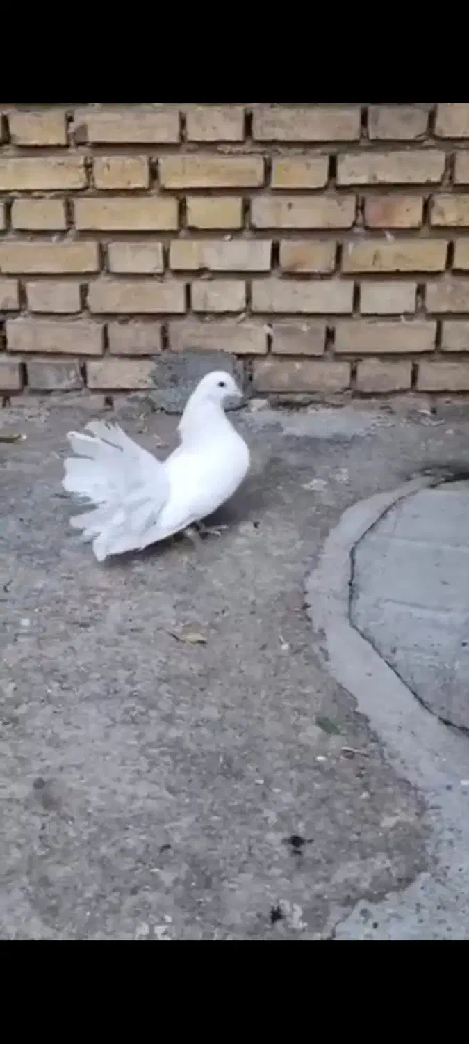 دم چتر|پرنده|خانمیرزا, |دیوار