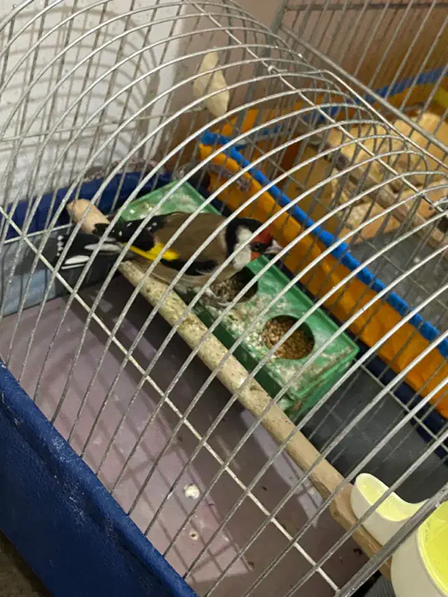 سهره|پرنده|پارسآباد, |دیوار