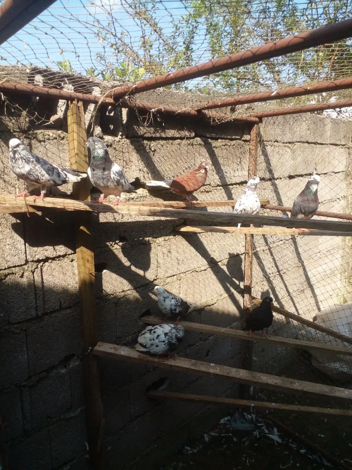 کبوتر های پرشی|پرنده|آستانه اشرفیه, |دیوار