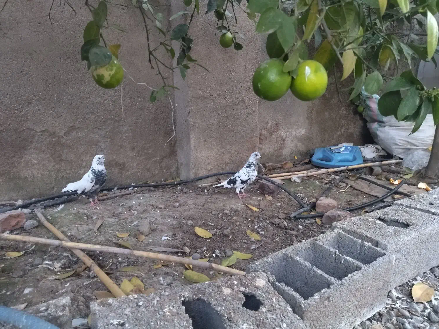 فروش کبوتر شازده و خالپیس|پرنده|بابل, |دیوار