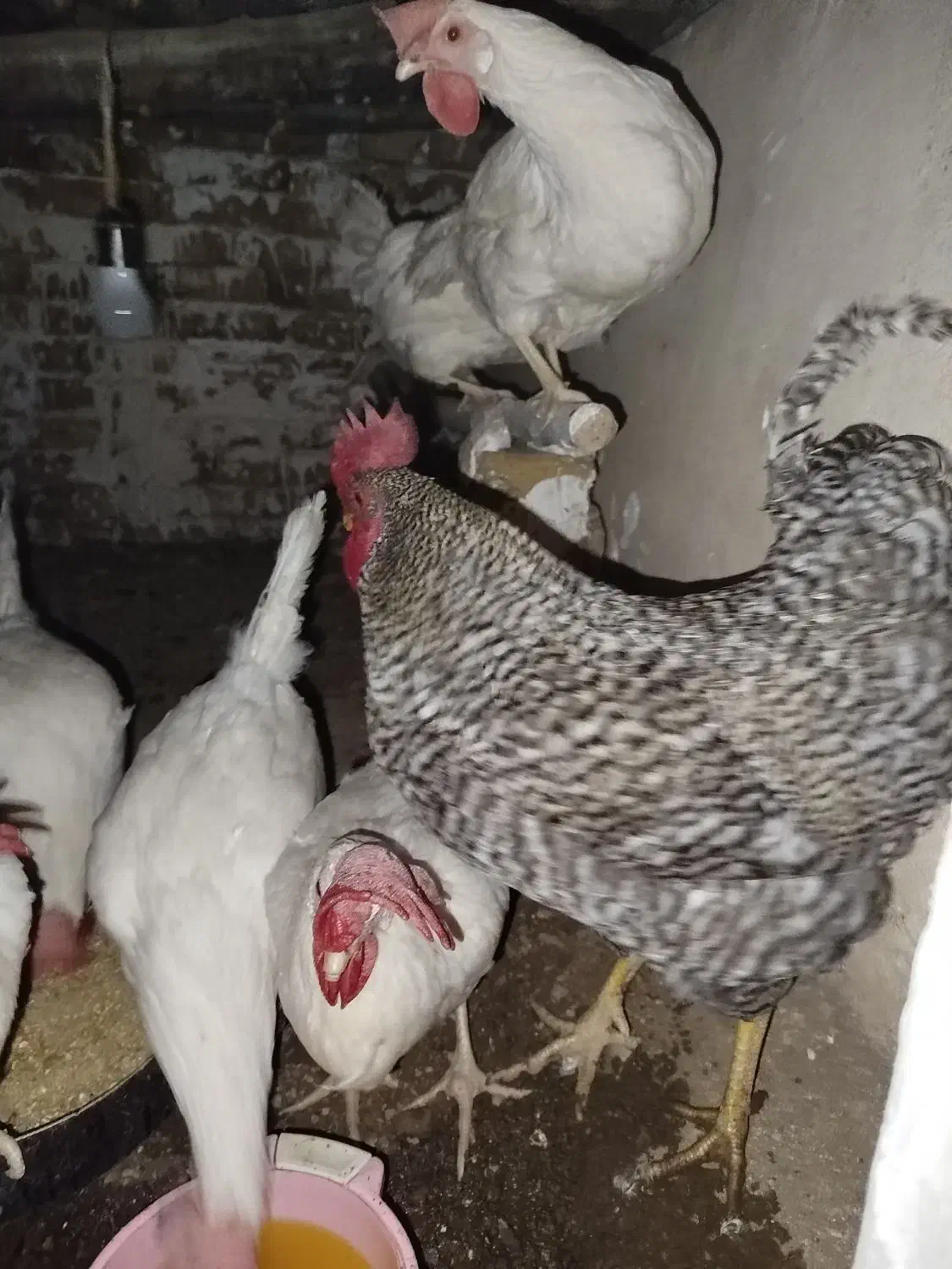 خروس نژاد پیلیموت راک محلی|حیوانات مزرعه|هشتگرد, خور|دیوار