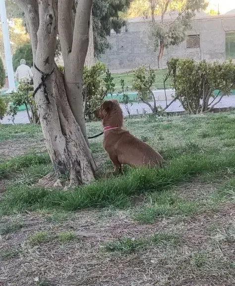 سگ گمشده|سگ|کرمان, |دیوار