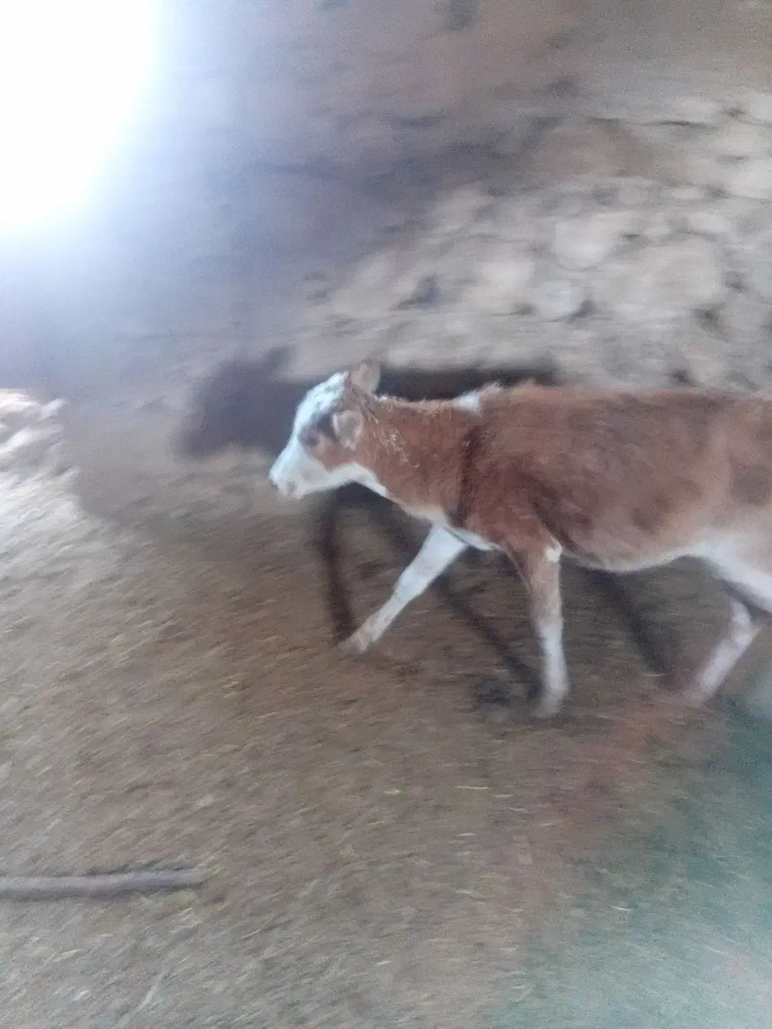 گاو وگوساله کوچک|حیوانات مزرعه|سده (فارس), |دیوار