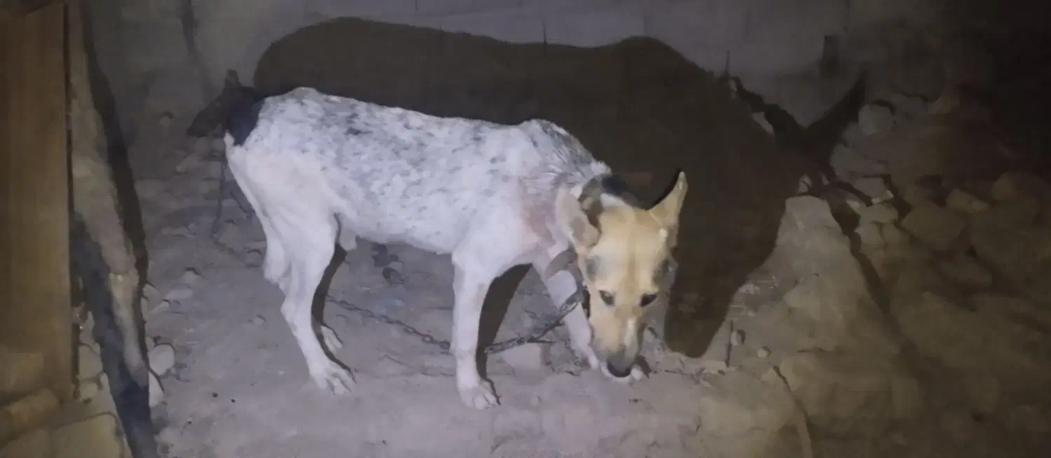 سگ نگهبان|سگ|هامون, |دیوار