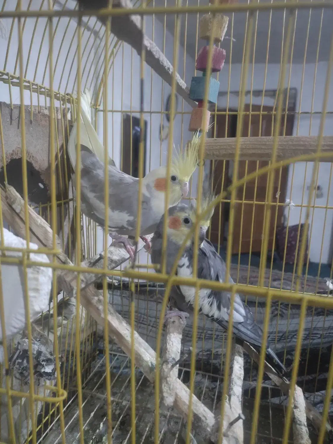 عروس هلندی مولد|پرنده|گرگان, |دیوار