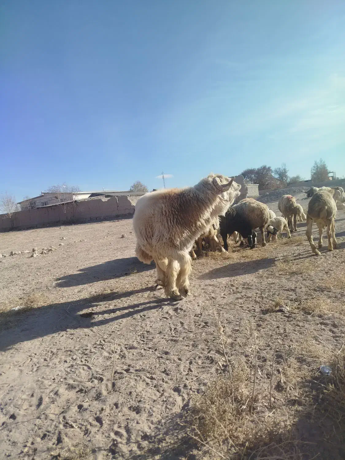 قوچ تخمی بختیاری اصل  کیلویی ۳۲۵  بردسیر|حیوانات مزرعه|کرمان, |دیوار