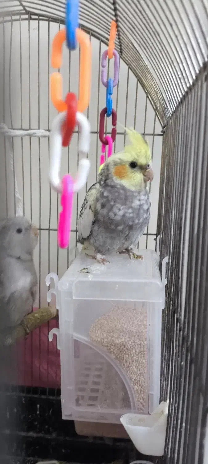 عروس هلندی|پرنده|تهران, مختاری|دیوار