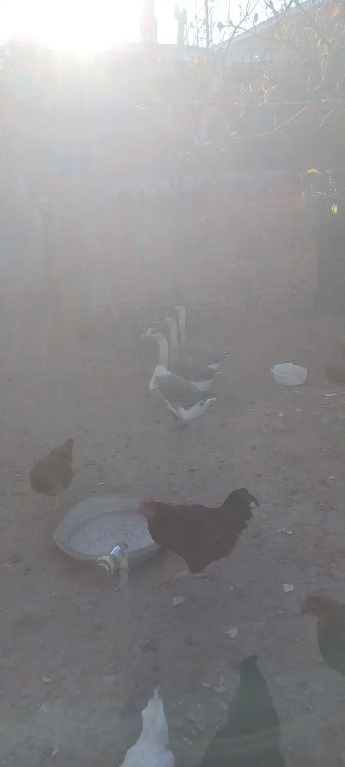 ۳ تا قوغاز ماده|حیوانات مزرعه|اردبیل, |دیوار