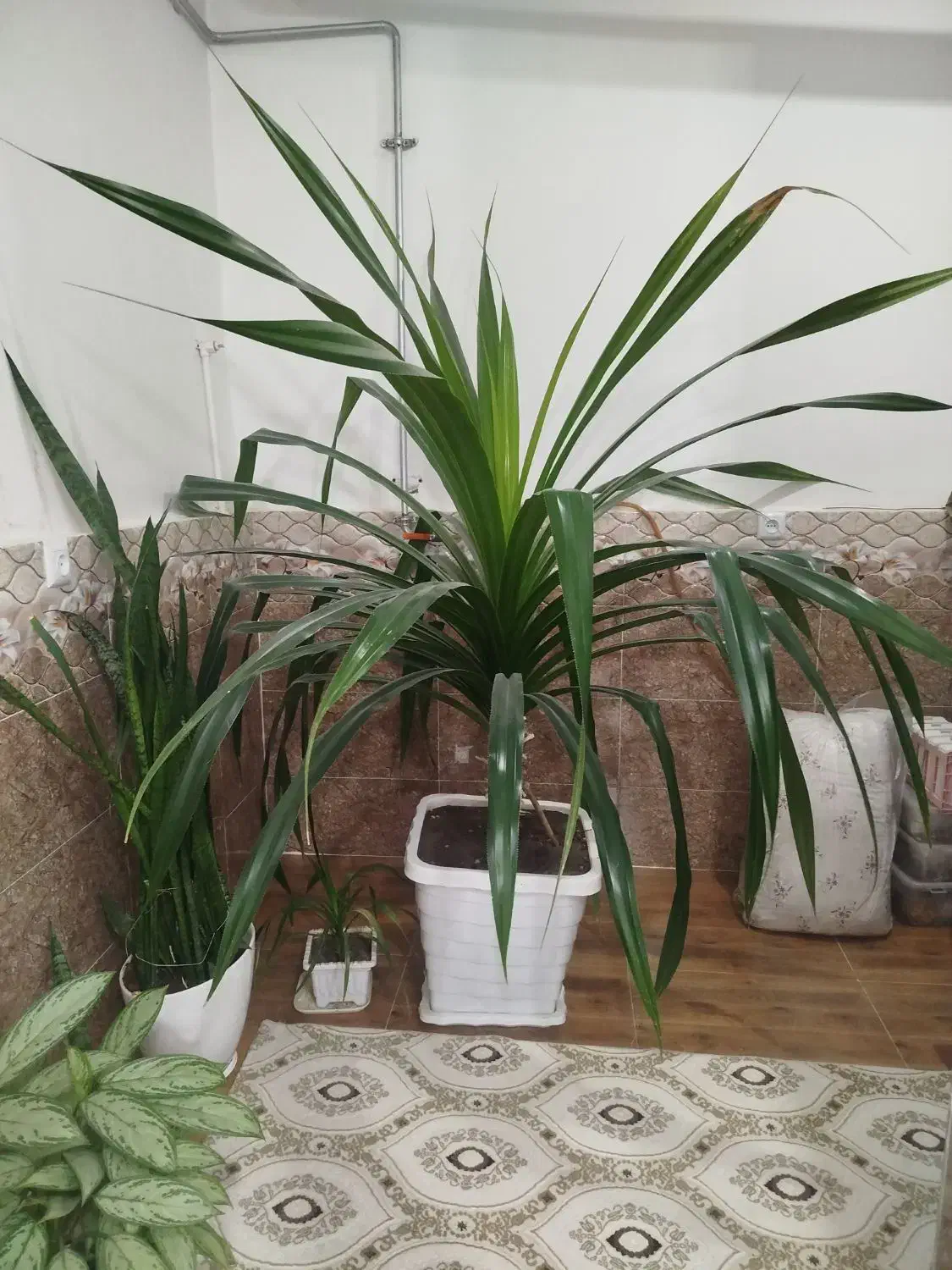 فروش گل خانگی|گل و گیاه طبیعی|پیرانشهر, |دیوار