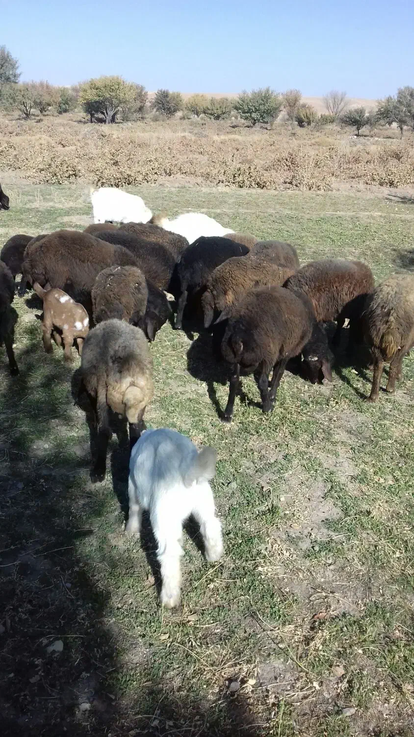 15 عدد برنره افشار و چند بز نر اسرائیلی و گ ماد|حیوانات مزرعه|قیدار, |دیوار