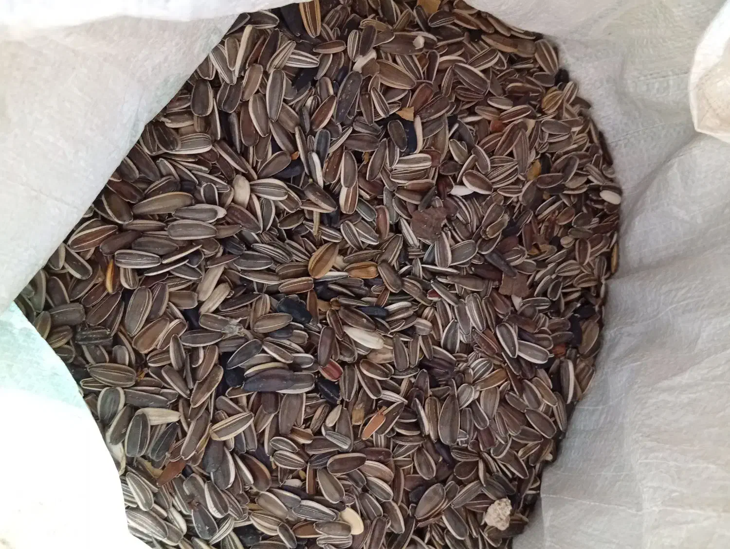 تخمه افتابگردان|خوردنی و آشامیدنی|مشهد, آبکوه|دیوار