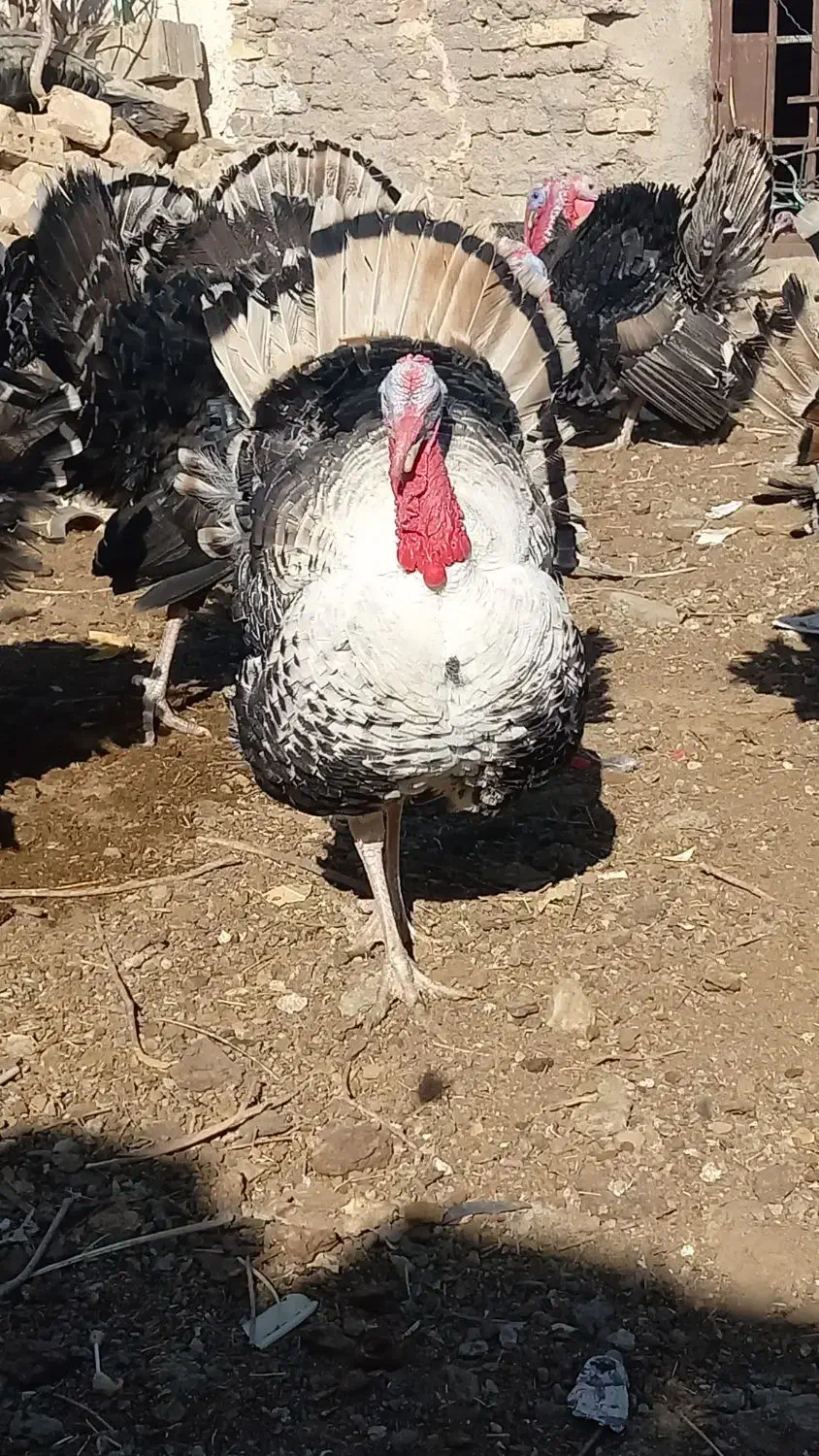 بوقلمون نر و ماده|حیوانات مزرعه|کرباسک, |دیوار