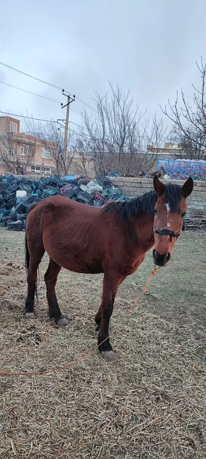 مادیان|اسب و تجهیزات اسب‌سواری|سیلوانه, |دیوار