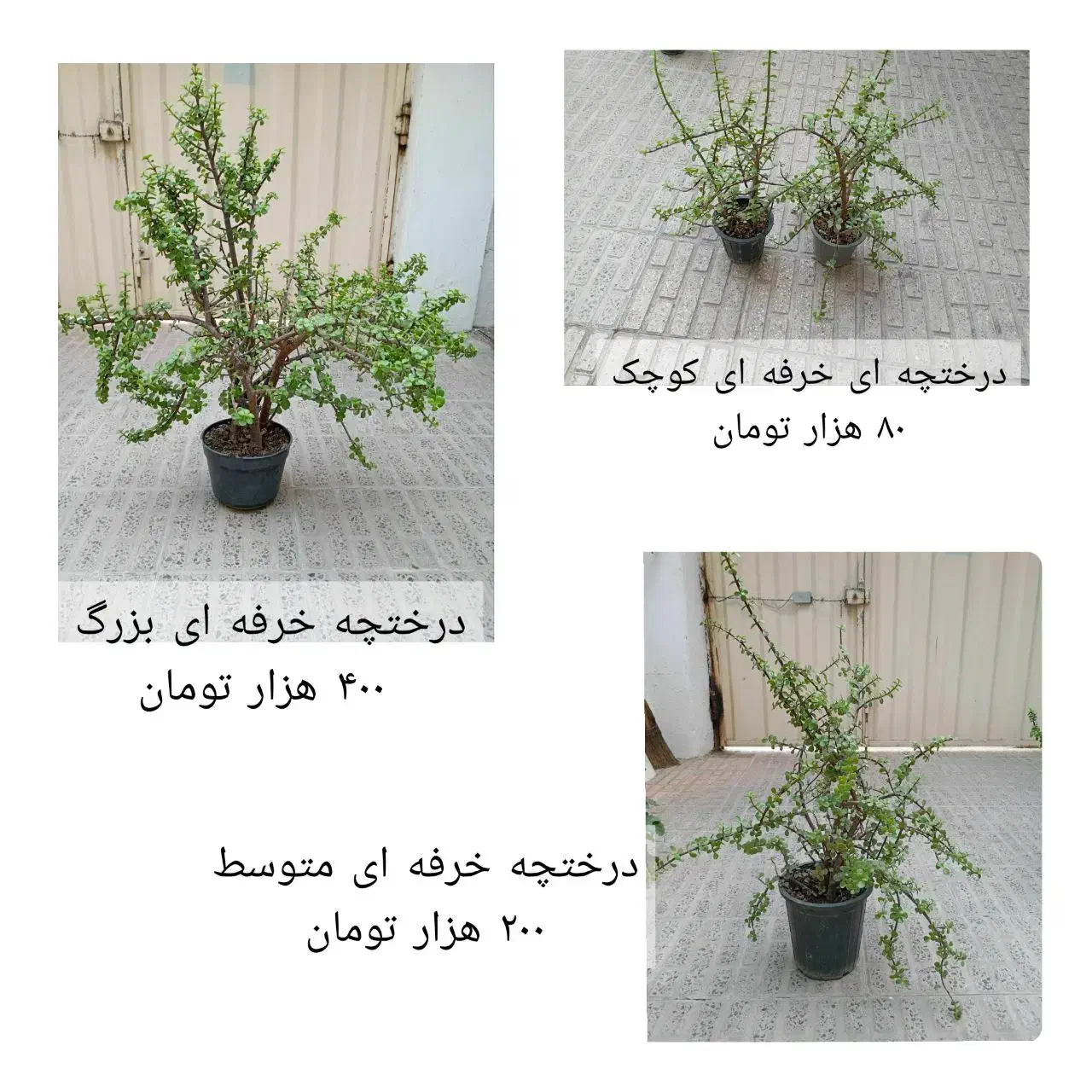 گلهای طبیعی|گل و گیاه طبیعی|بابل, |دیوار