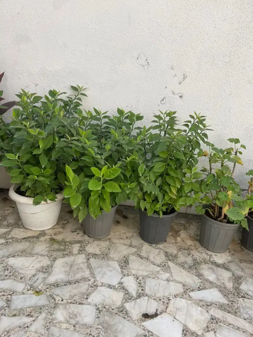 گلهای زیبا|گل و گیاه طبیعی|رشت, دیلمان|دیوار