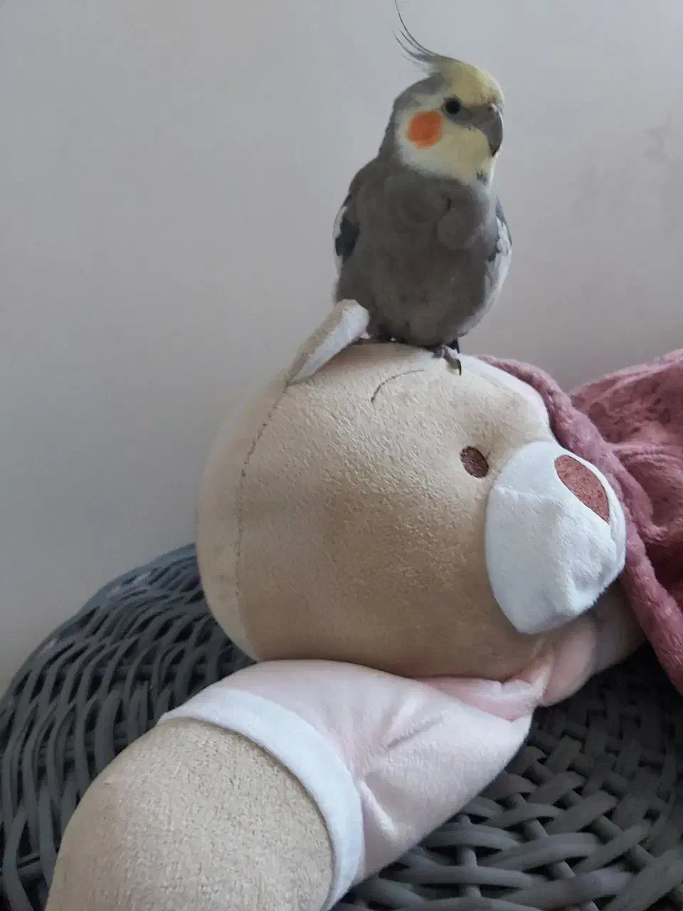 گمشده|حیوانات|اصفهان, شهرک کوثر|دیوار