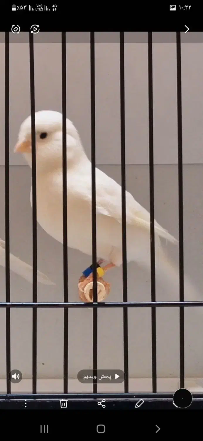 قناری ماده وایت فاکتور|پرنده|کرمان, |دیوار