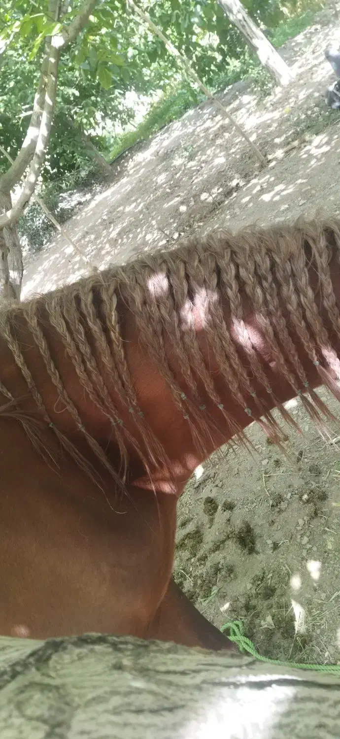 اسب|اسب و تجهیزات اسب‌سواری|گلپایگان, |دیوار