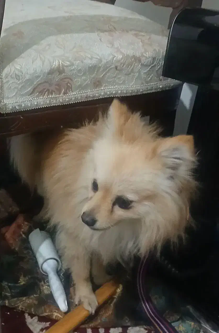 سگ پامر|سگ|شهریار, ابراهیم‌آباد|دیوار