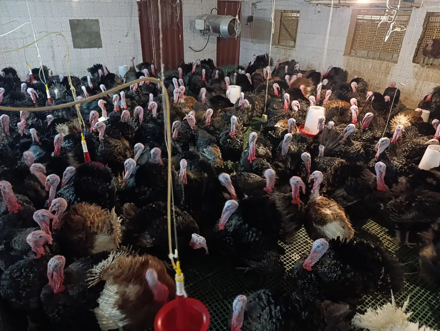 تخم نطفه داربوقلمون برنز|حیوانات مزرعه|آران و بیدگل, |دیوار