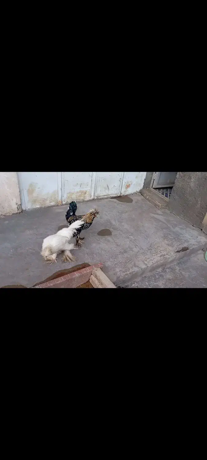 مرغ و خروس توتک|پرنده|جونقان, |دیوار