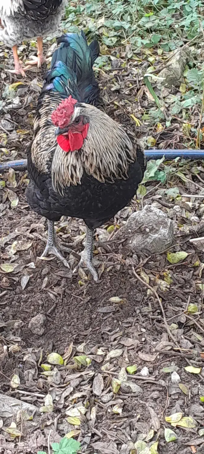 خروس اصیل و زیبا و آواز خوان|حیوانات مزرعه|ایزدشهر, |دیوار