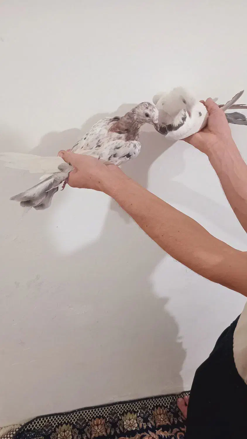 کبوتر هما|پرنده|نوشین شهر, |دیوار