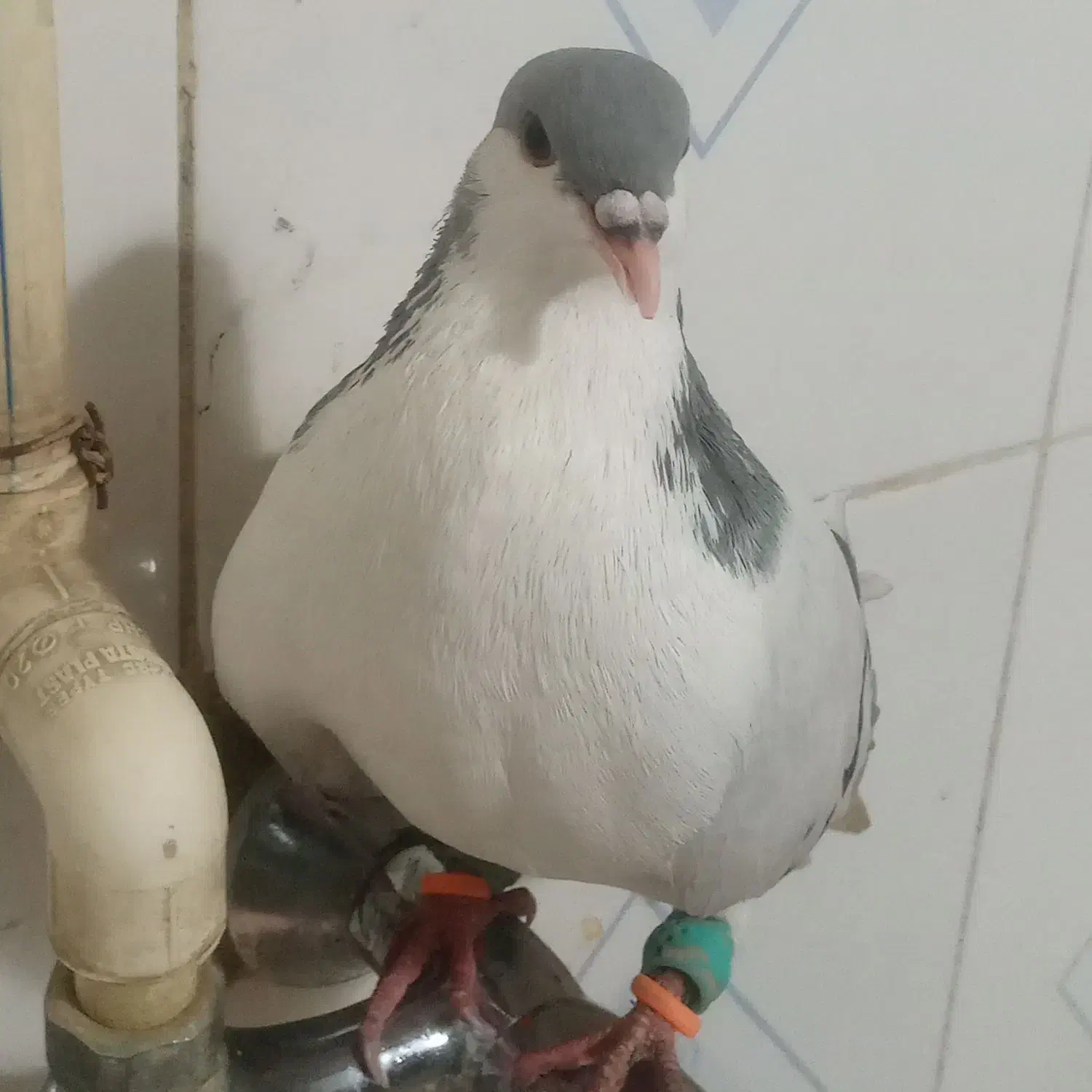 کبوتر|حیوانات|تاکستان, |دیوار