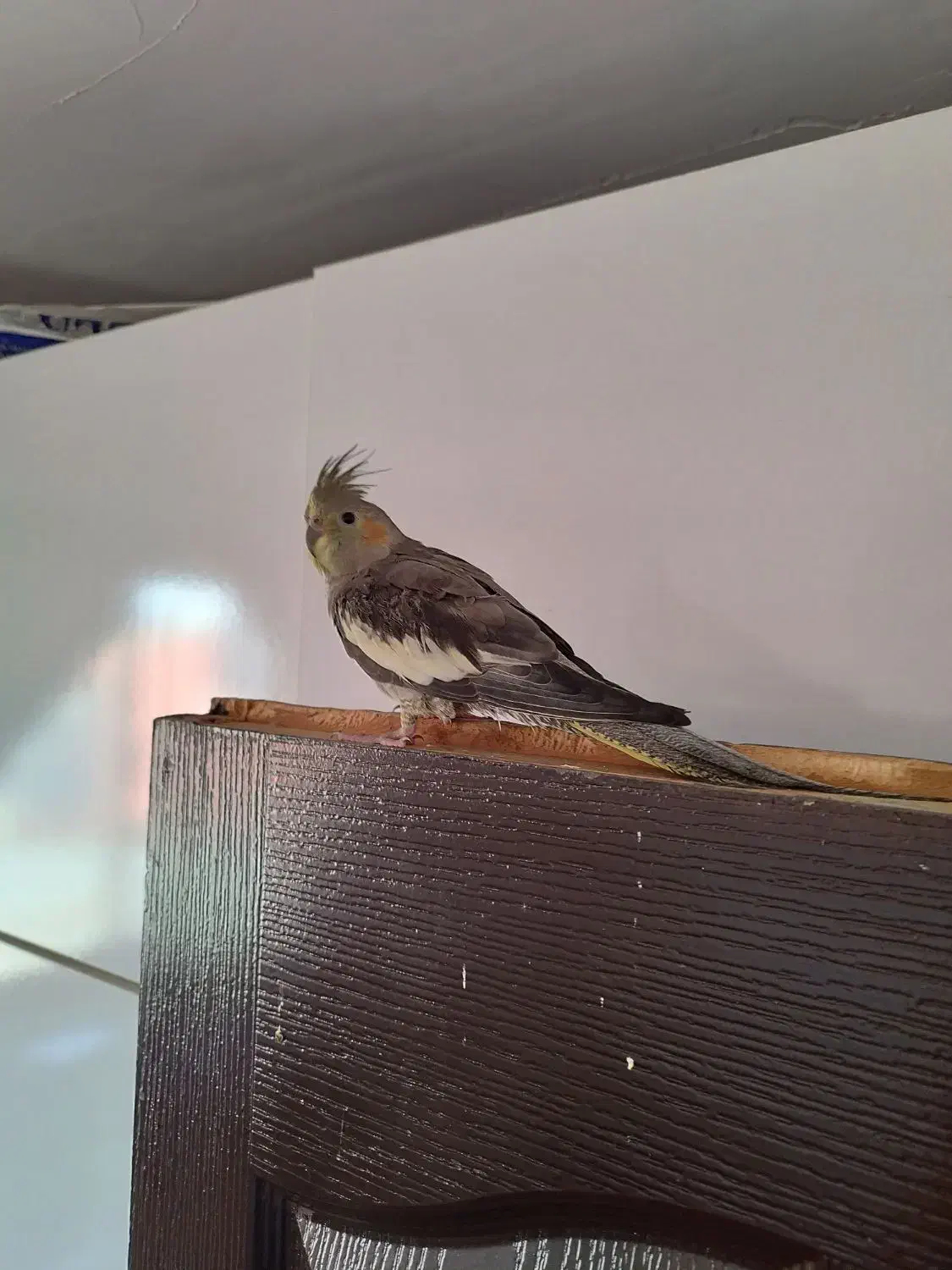 عروس هلندی|پرنده|رشت, باهنر|دیوار