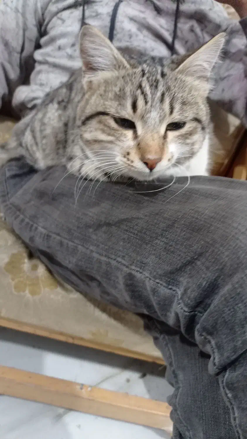 گربه خانگی|گربه|فیرورق, |دیوار