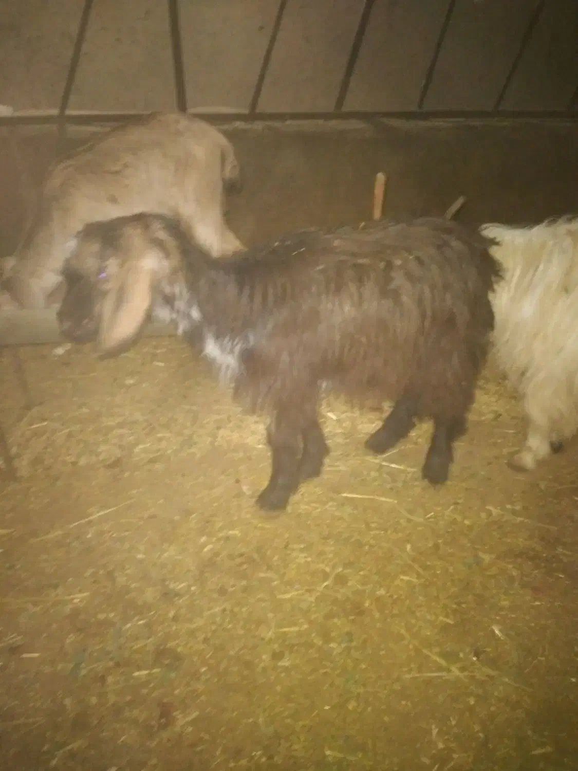 بزغاله و بره|حیوانات مزرعه|کبودرآهنگ, |دیوار