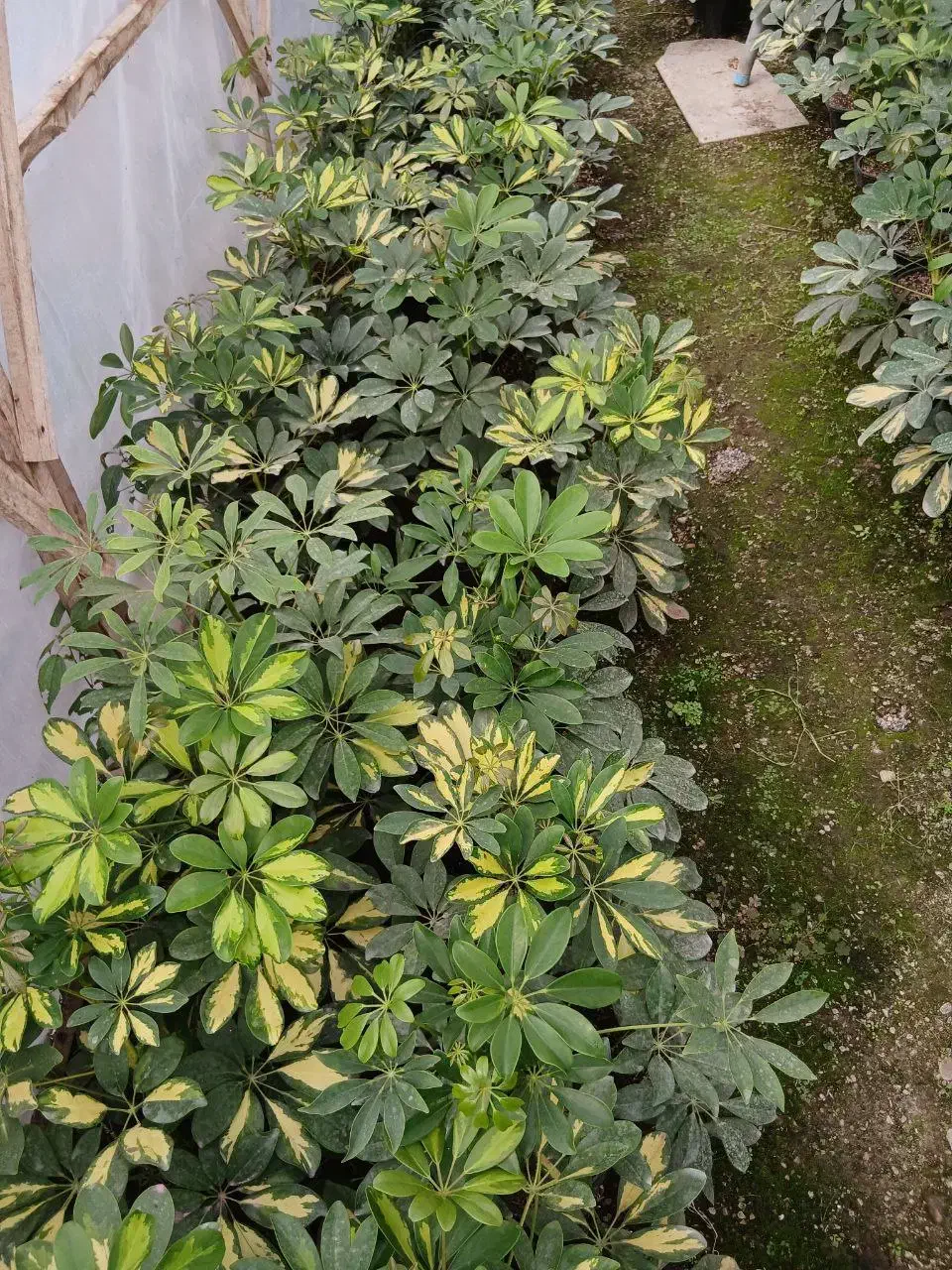 فروش ویژه شفلرا ابلق سطل سه|گل و گیاه طبیعی|کوچصفهان, |دیوار