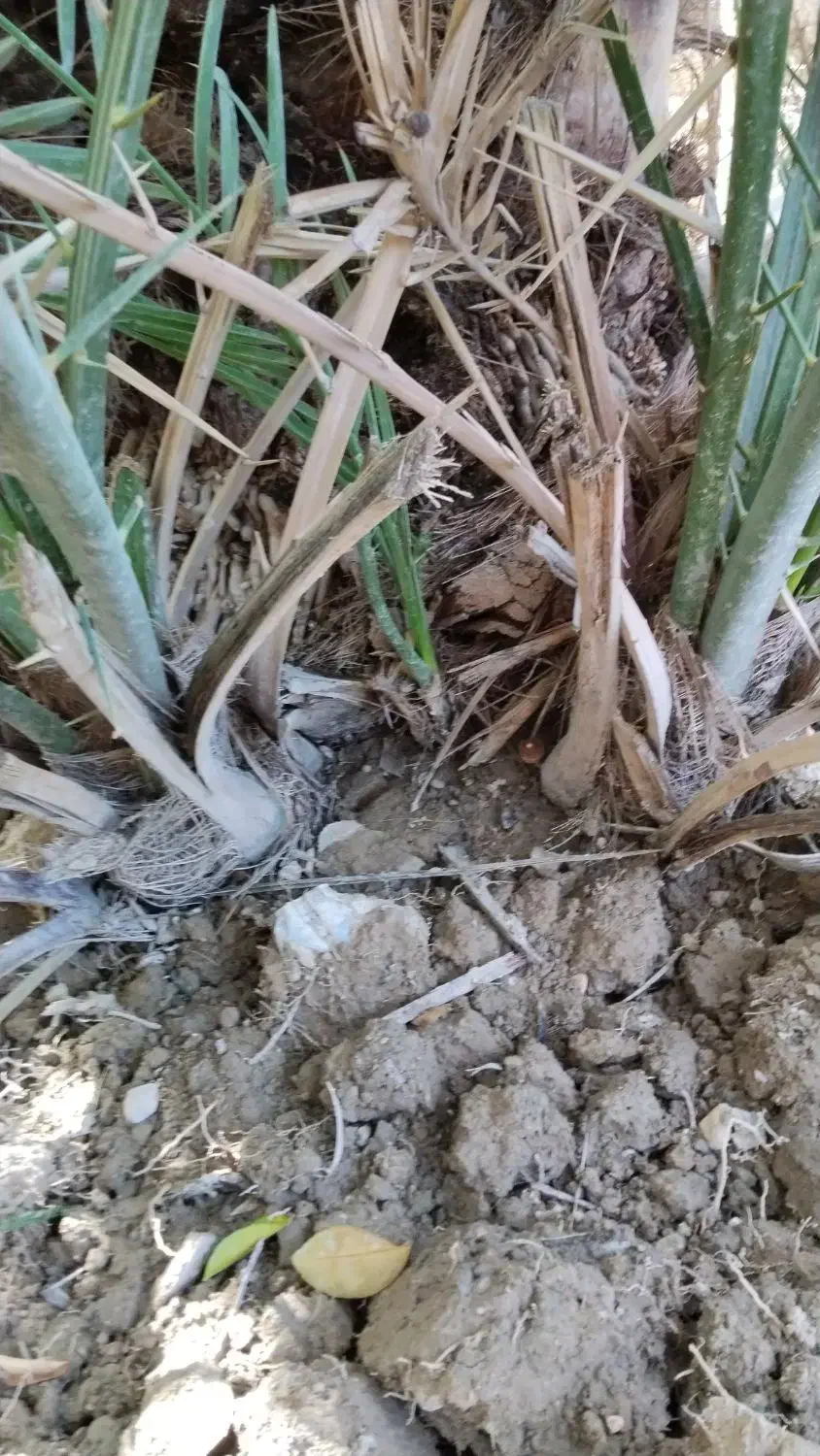 پاچول نخل گنتار|گل و گیاه طبیعی|خورموج, |دیوار