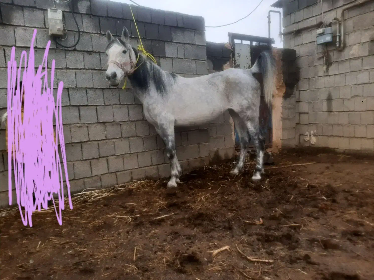 اسب|اسب و تجهیزات اسبسواری|شاهین دژ, |دیوار