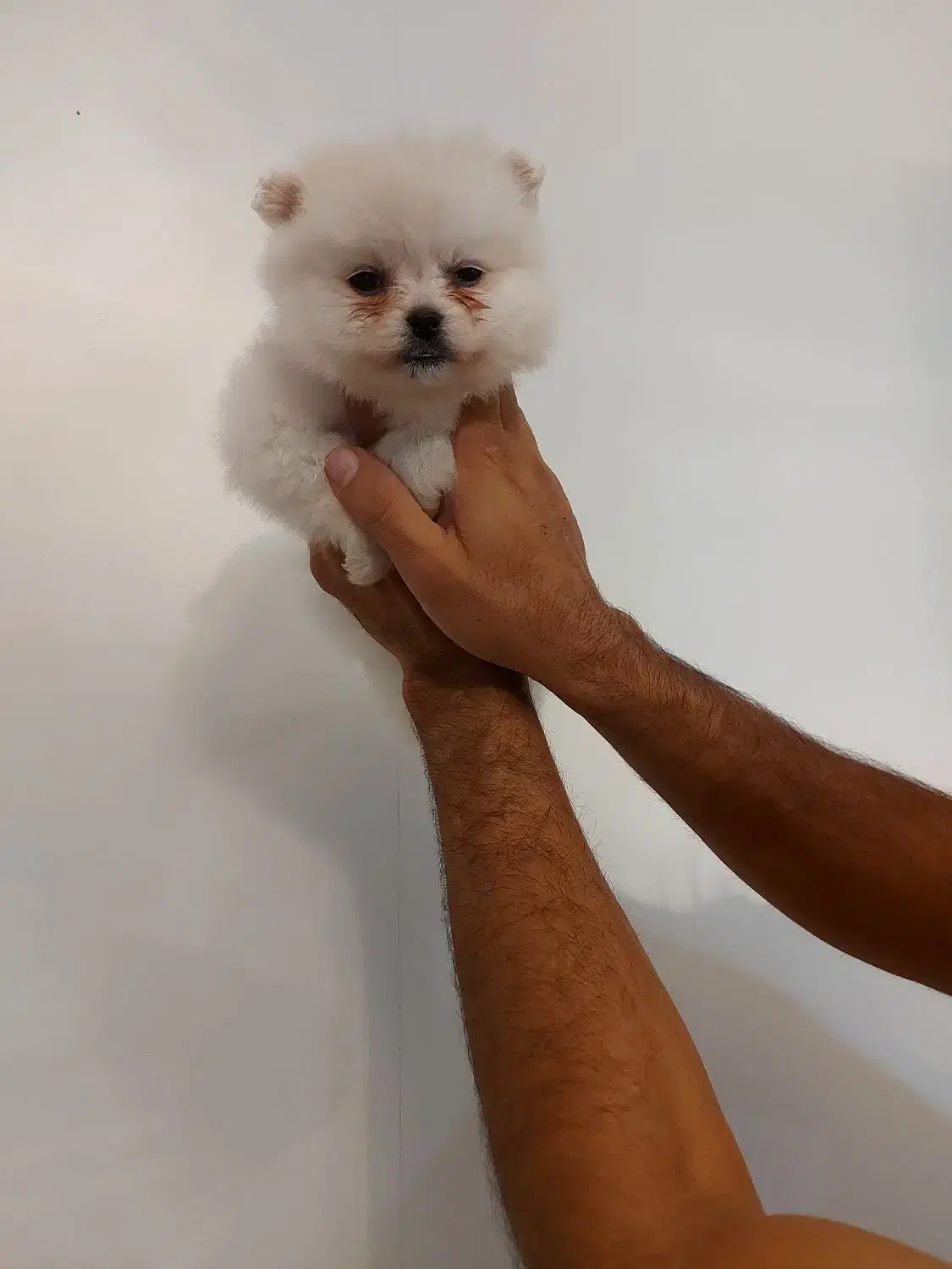 توله پامرانین|سگ|ماهدشت, |دیوار