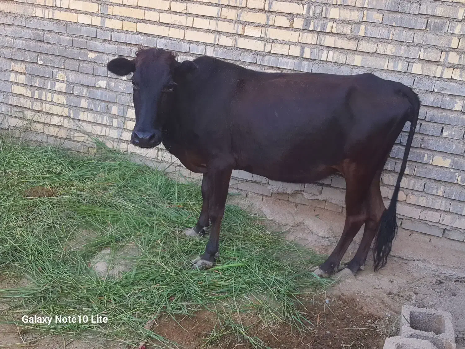 گاو|حیوانات مزرعه|کرخه, |دیوار