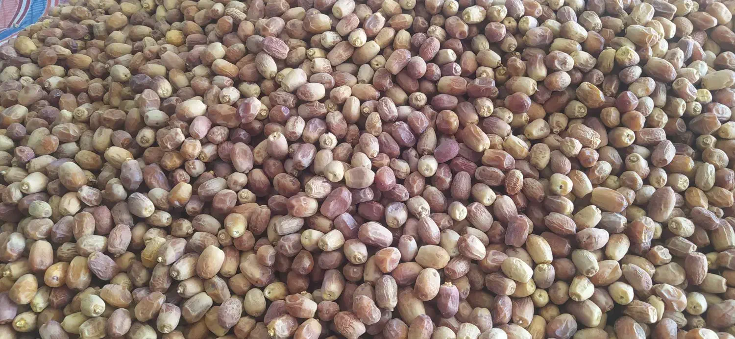 قصب زاهدی|عمدهفروشی|جهرم, |دیوار