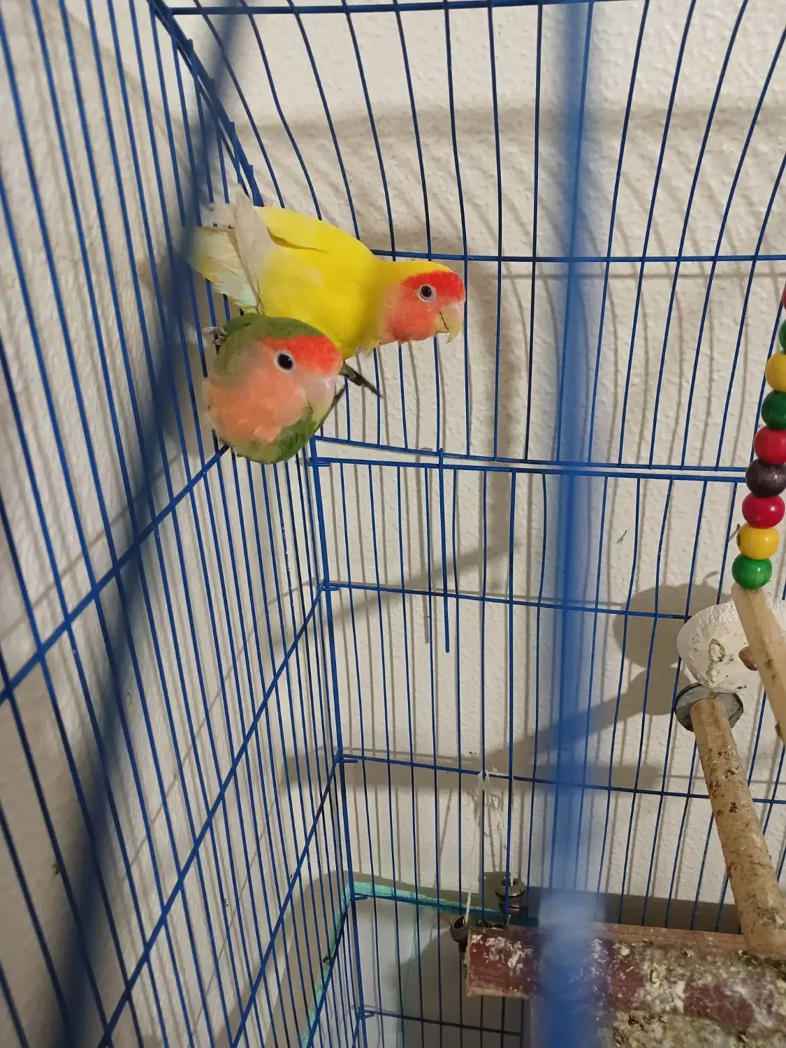 طوطی کوتوله جفت|پرنده|شاهینشهر, عطار|دیوار