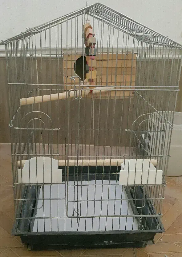 خریدو فروش پرندگان زینتی عروس.ملنگو گرینچیک برزیلی|پرنده|کرج, حصارک بالا|دیوار