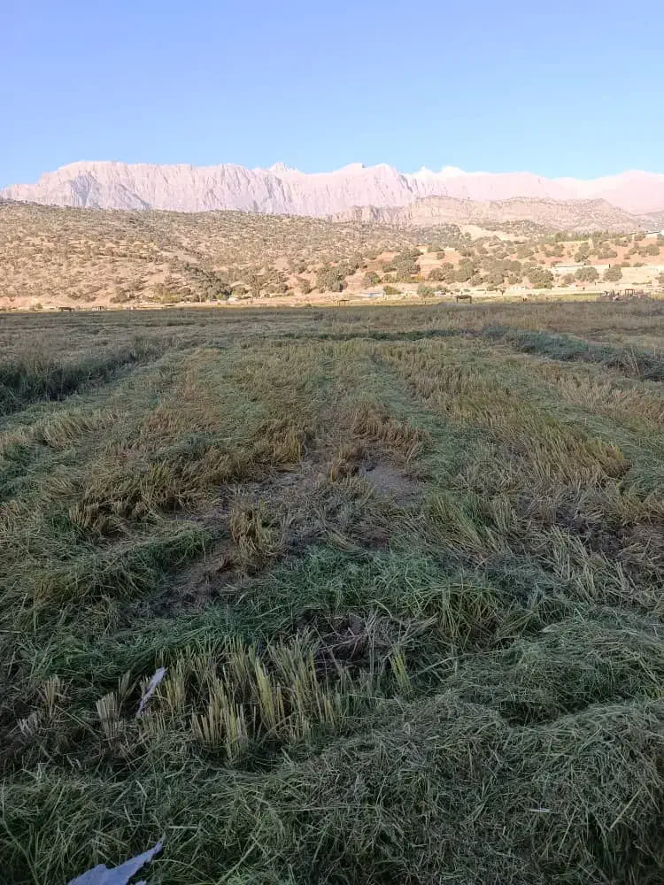 2200زمین معاوضه و نقد کشاورزی و برنجکاری|فروش دفتر صنعتی، کشاورزی، تجاری|یاسوج, |دیوار