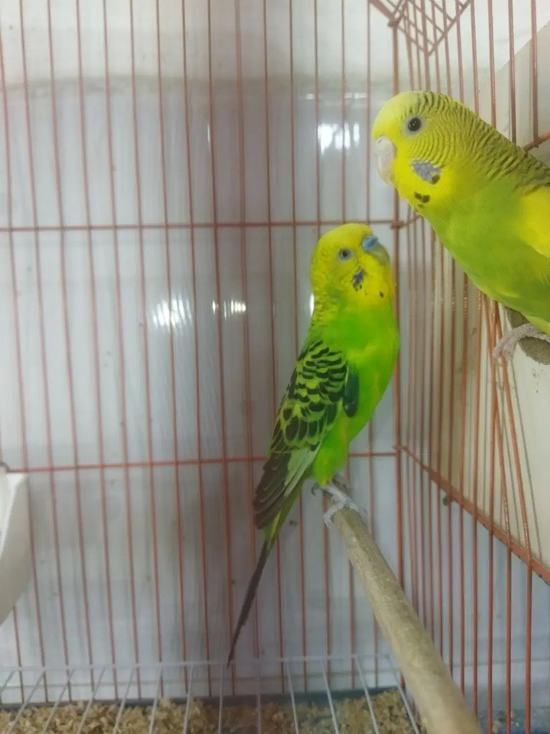 جفت مرغ عشق بهمراه جوجه|پرنده|ارومیه, |دیوار