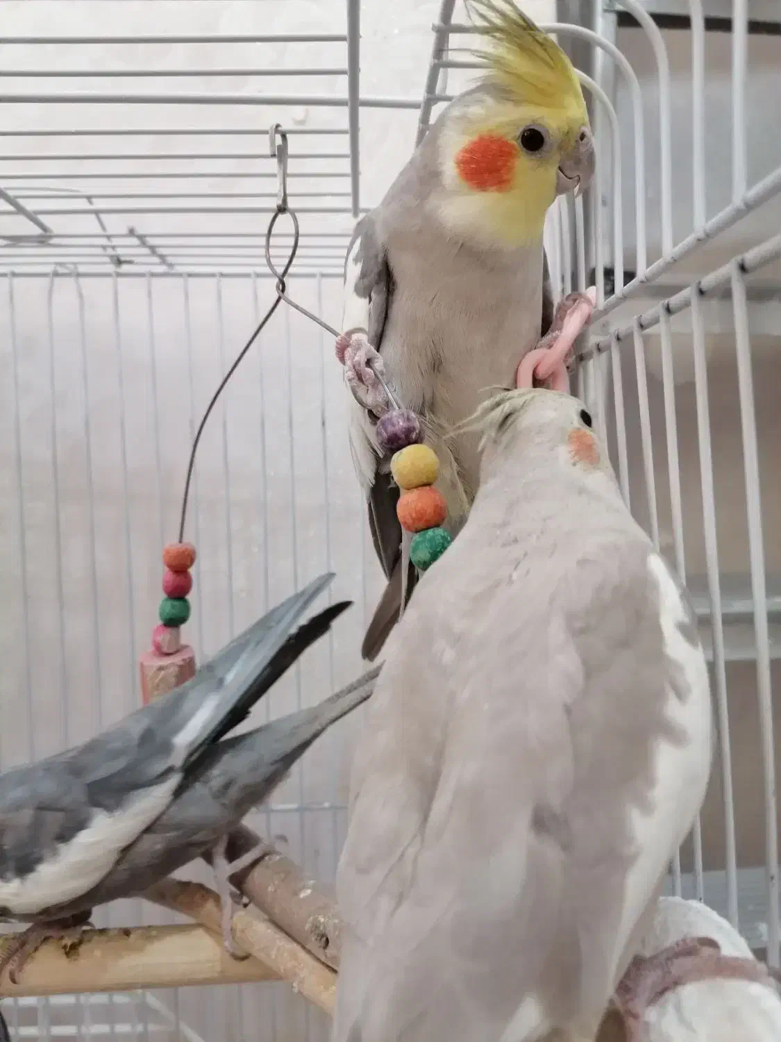 فروش 8عددعروس هلندی  مولد و همراه با جوجه|پرنده|تهران, شهرک طالقانی|دیوار