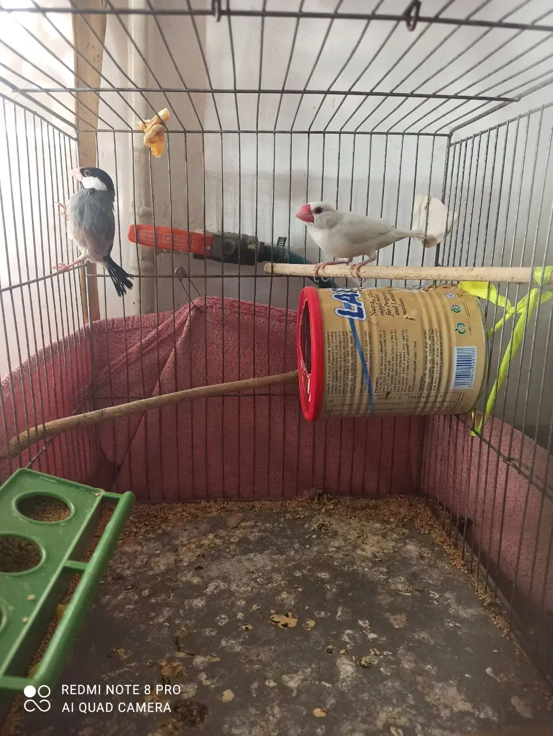 فنچ نرگسی مولد|پرنده|ورامین, ورامین|دیوار