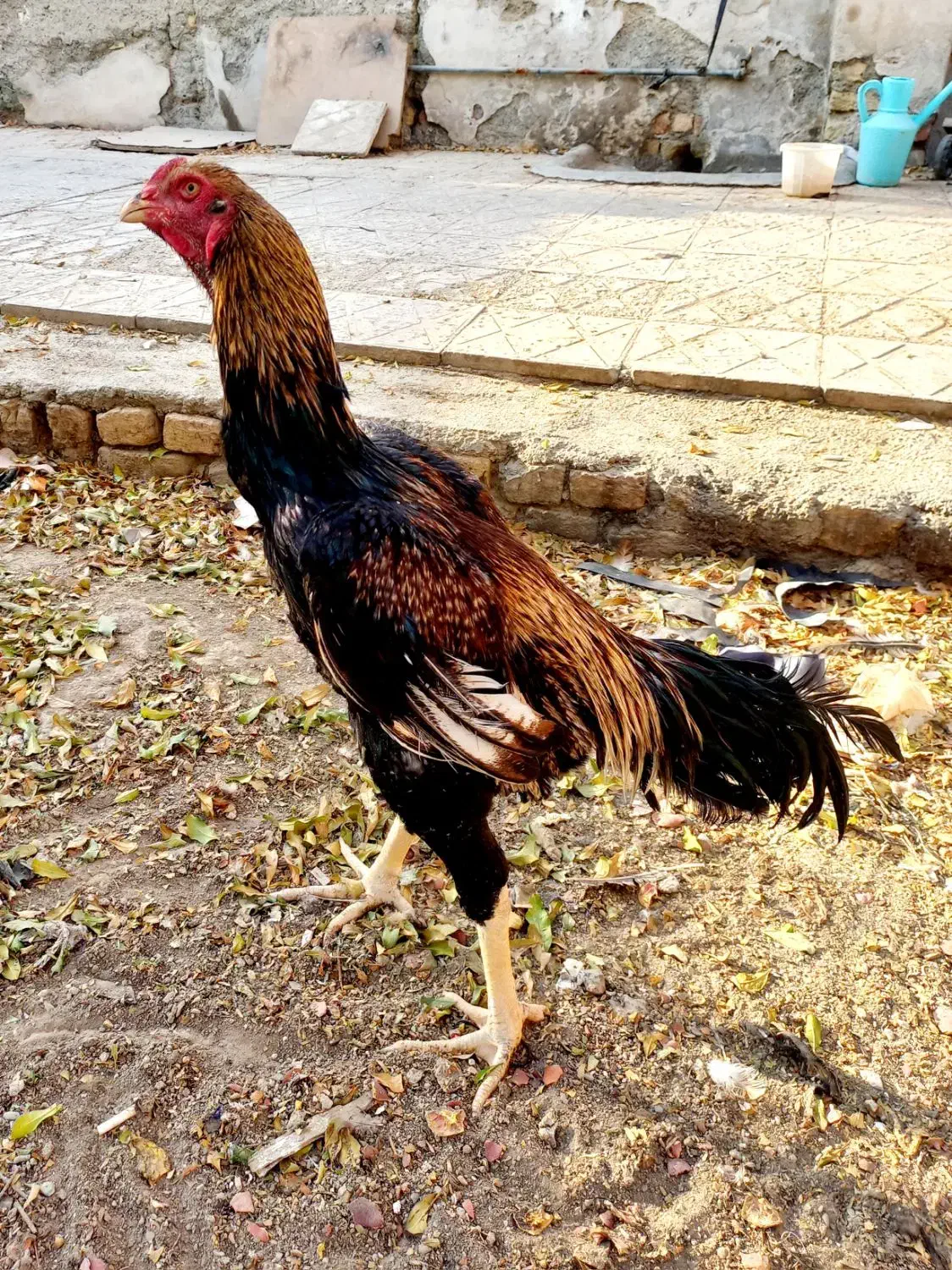 جوجه لاری اوشامو|حیوانات مزرعه|کهریزک, |دیوار