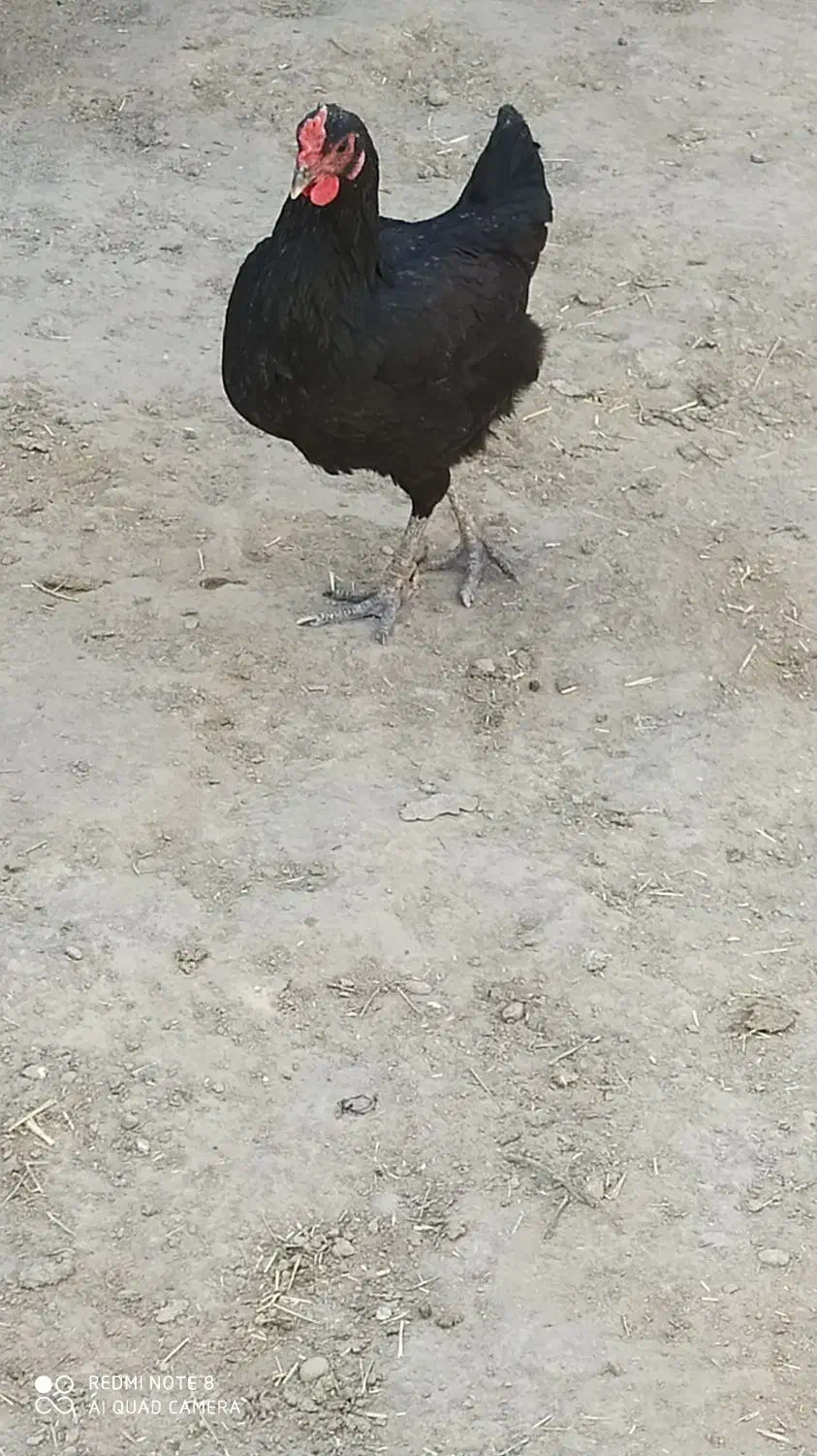 مرغ خونگی فروشی|حیوانات مزرعه|زهک, |دیوار